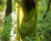 Év színe 2017: greenery