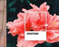A Pantone Color Institute 2019-ben a Living Coral színt választotta az év színének