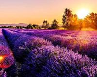 Az év színe 2018: Ultra Violet a természetben